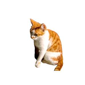 A Ginger And White Cat Sitting By A Wooden Post In Bright Sunlight Outdoors. 15546 - Cat PNG image with transparent background